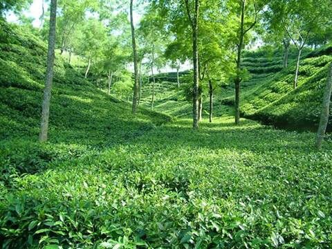 394 plant species in Bangladesh face extinction threat